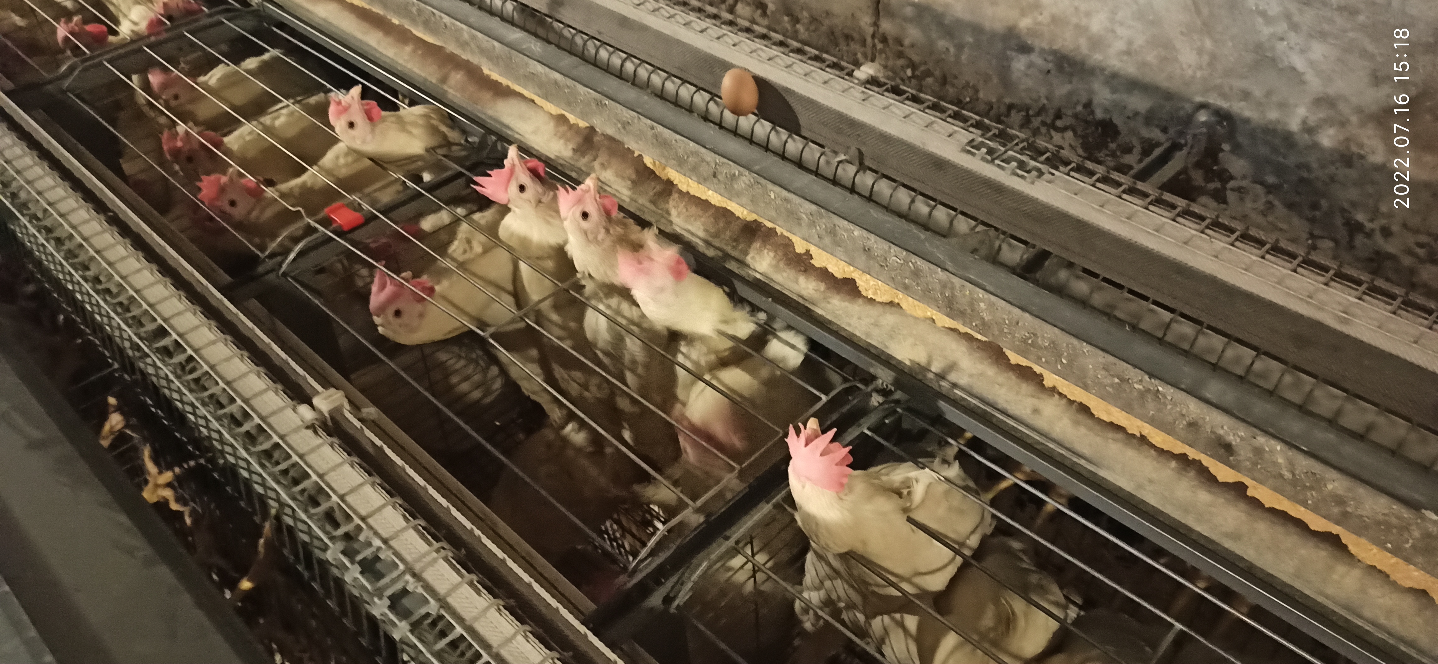 牧翔禽病研究院‖蛋鸡传染性贫血并发滑液囊支原体病例（湖北）69