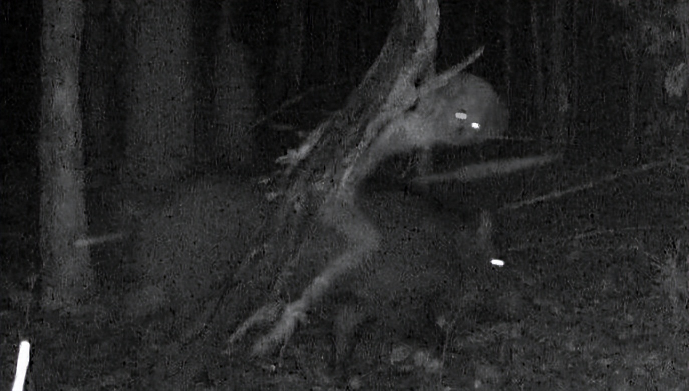 有没有人觉得猫头鹰长得很可怕,猫头鹰真正的照片