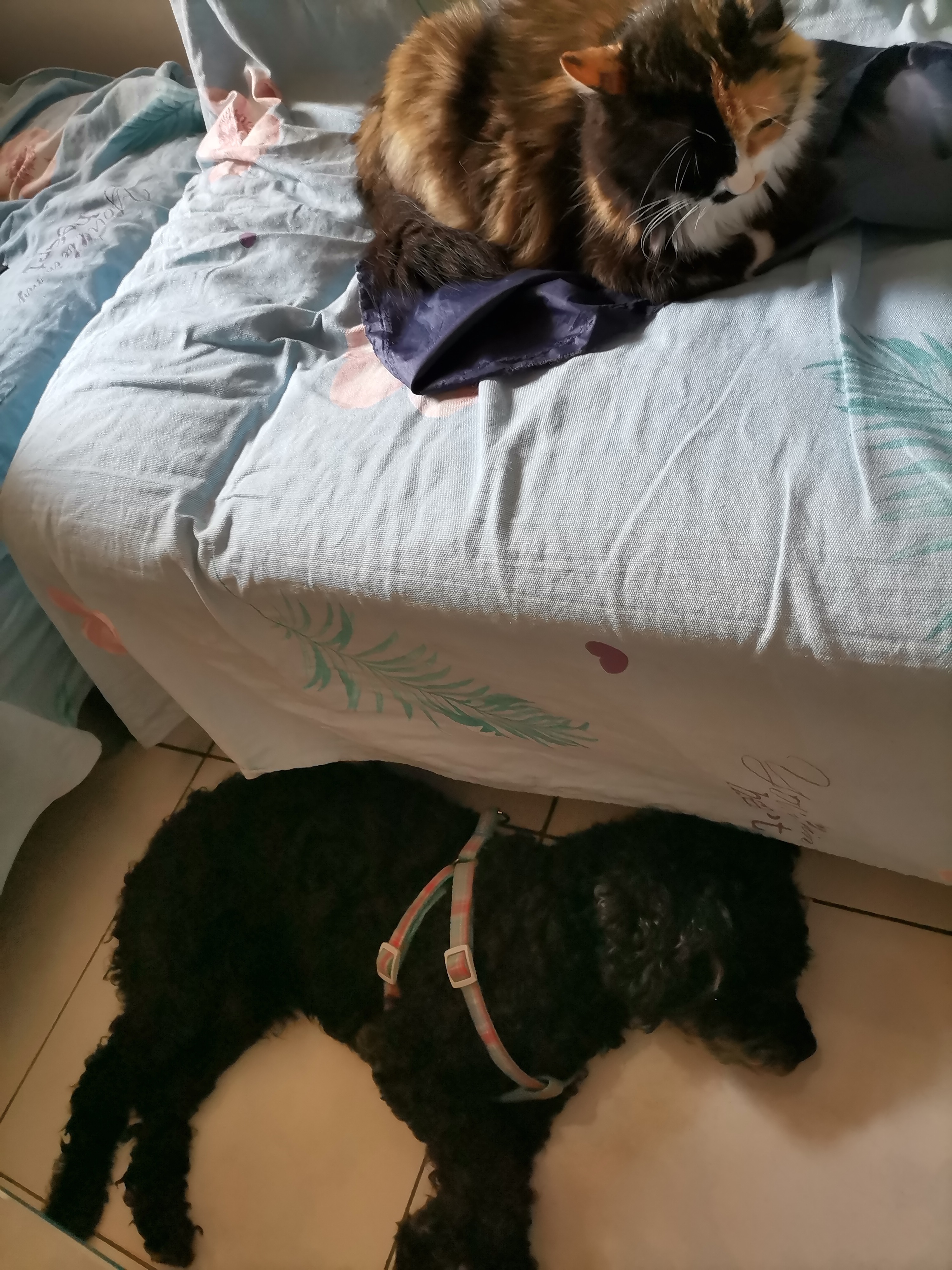 我的第二只猫咪图片,第二只猫来了第一只猫生气