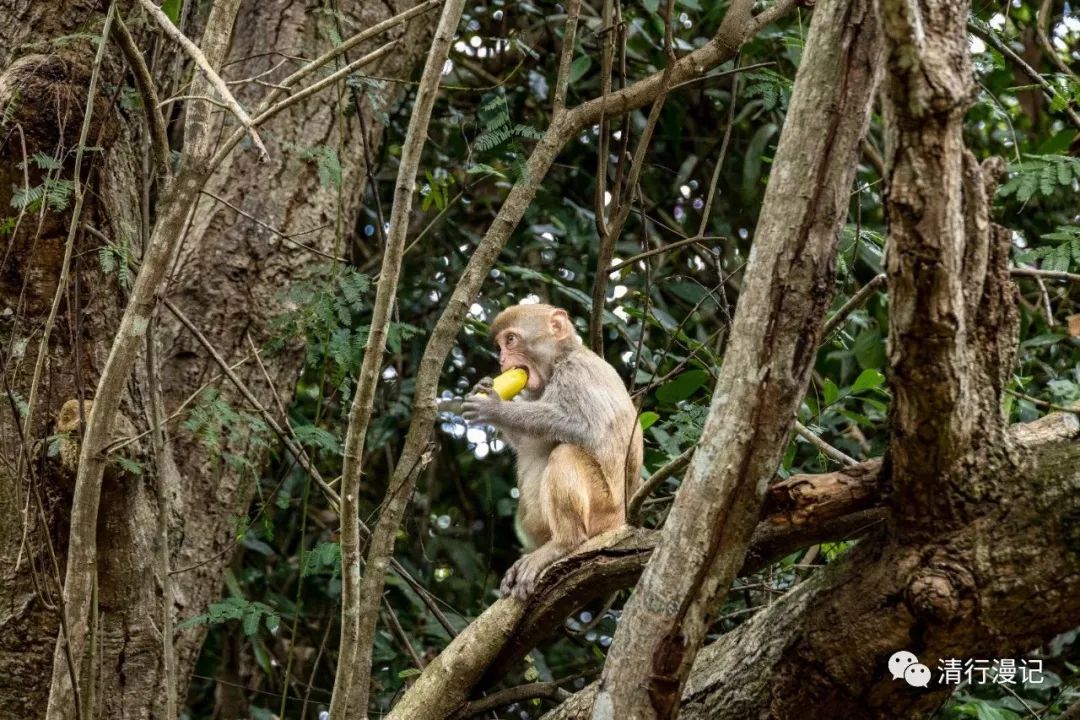 海南人去南湾猴岛,海南三亚南湾猴岛门票
