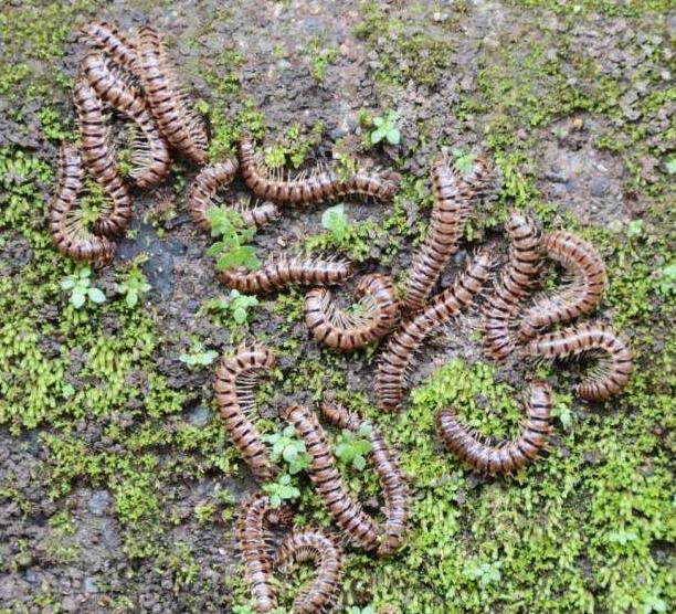 家里很多马陆虫怎么彻底消灭,院子马陆虫怎么消灭不伤小孩