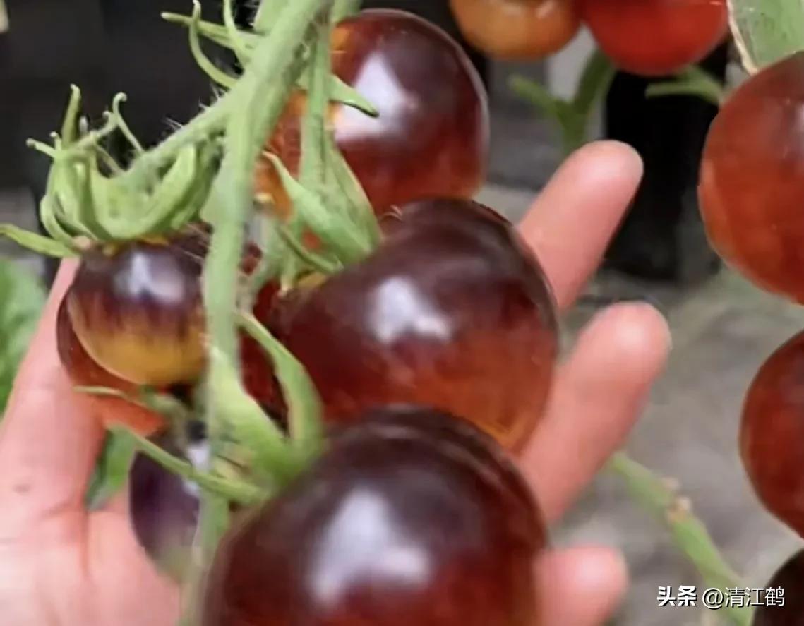 番茄晚疫病物理最佳治疗方法,番茄病虫草害防治