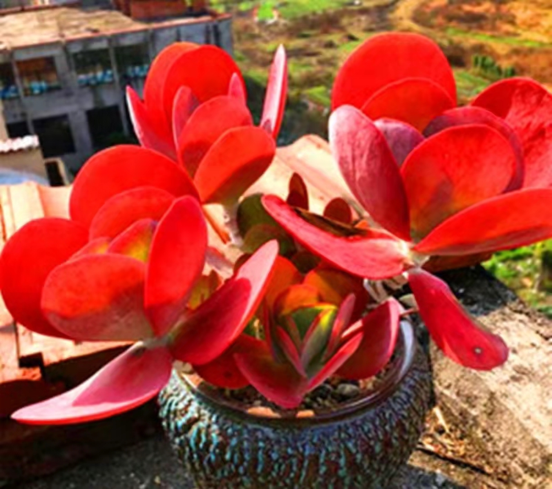 南方最好养的多肉法师品种,适合南方养的多肉有哪些