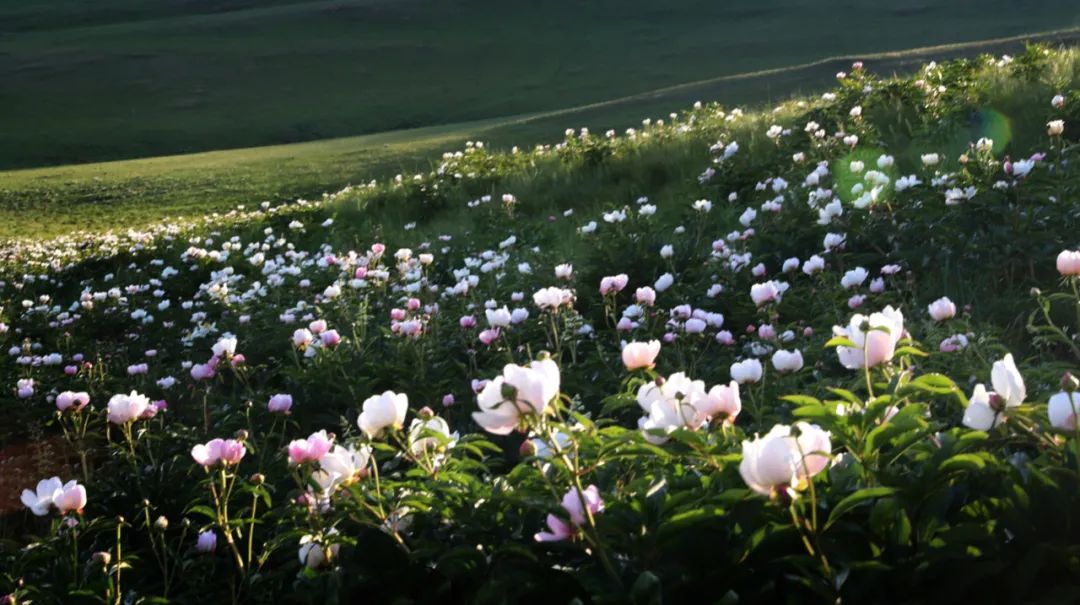攻略｜锡林郭勒“醉”美草原沉浸之旅