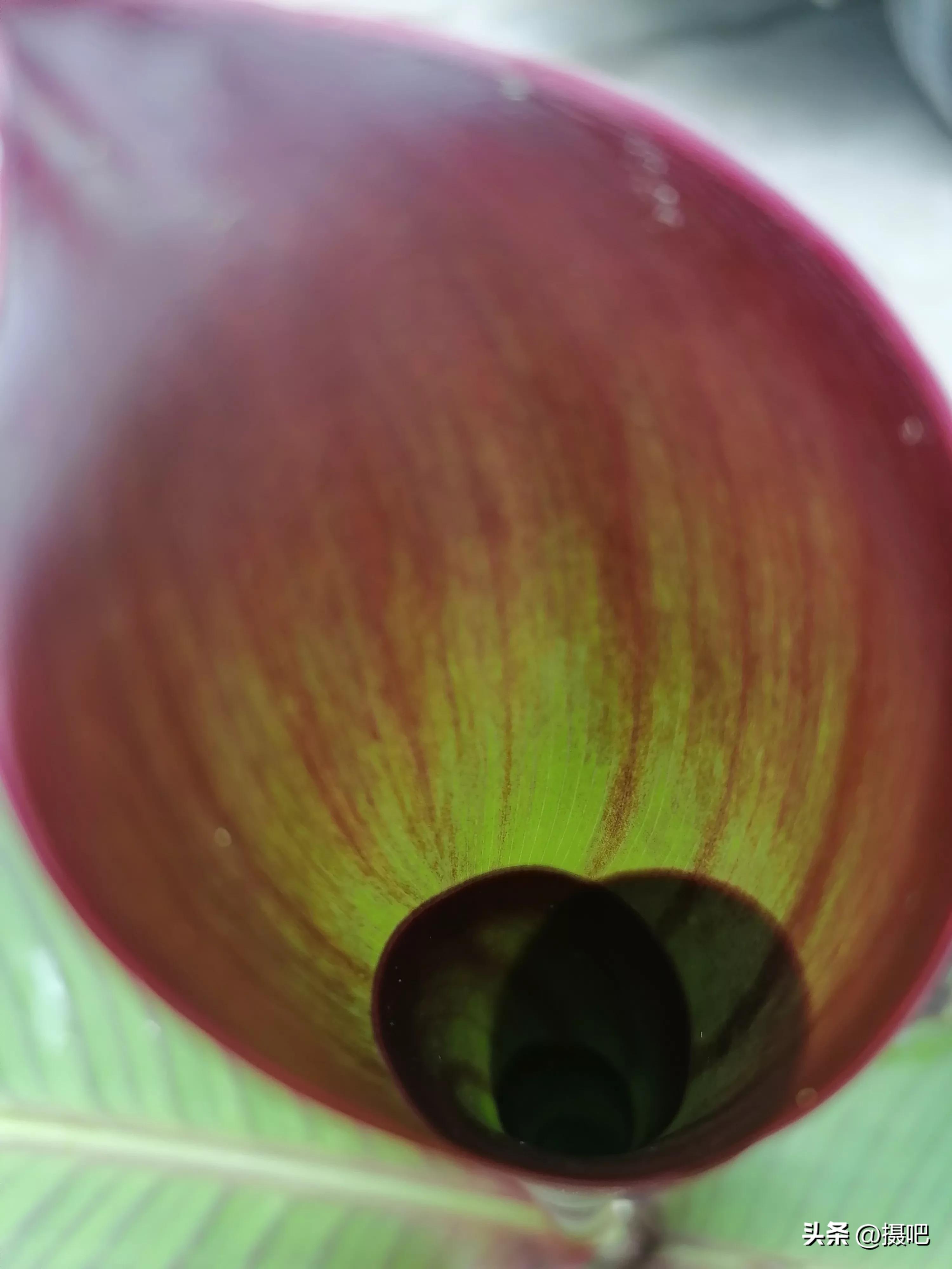 特大新鲜粽叶,大粽叶长在什么地方