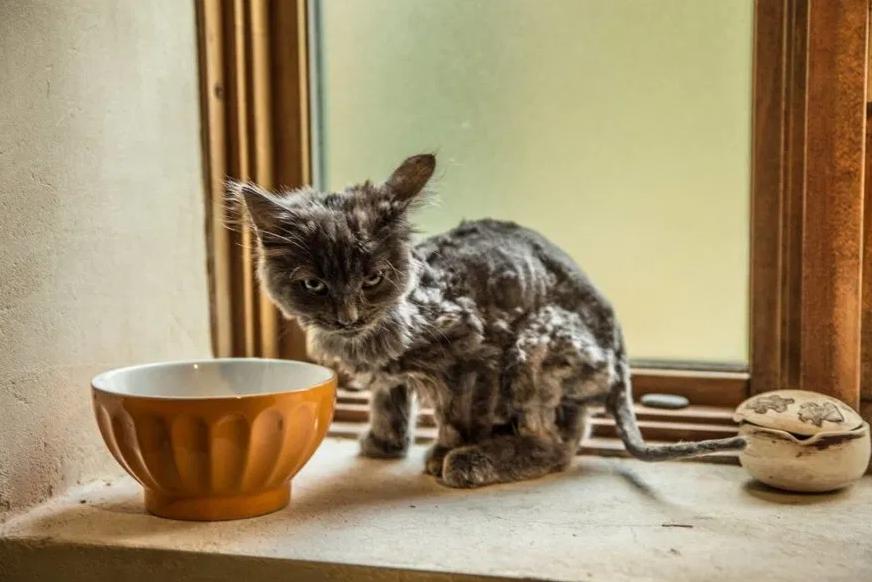 猫咪越养越瘦是什么原因,猫咪胃口不好越来越瘦是怎么回事