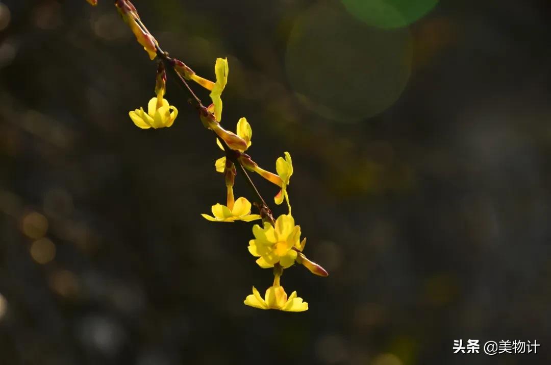 迎春花是不是在春天开放,春天真的要来了迎春花开了