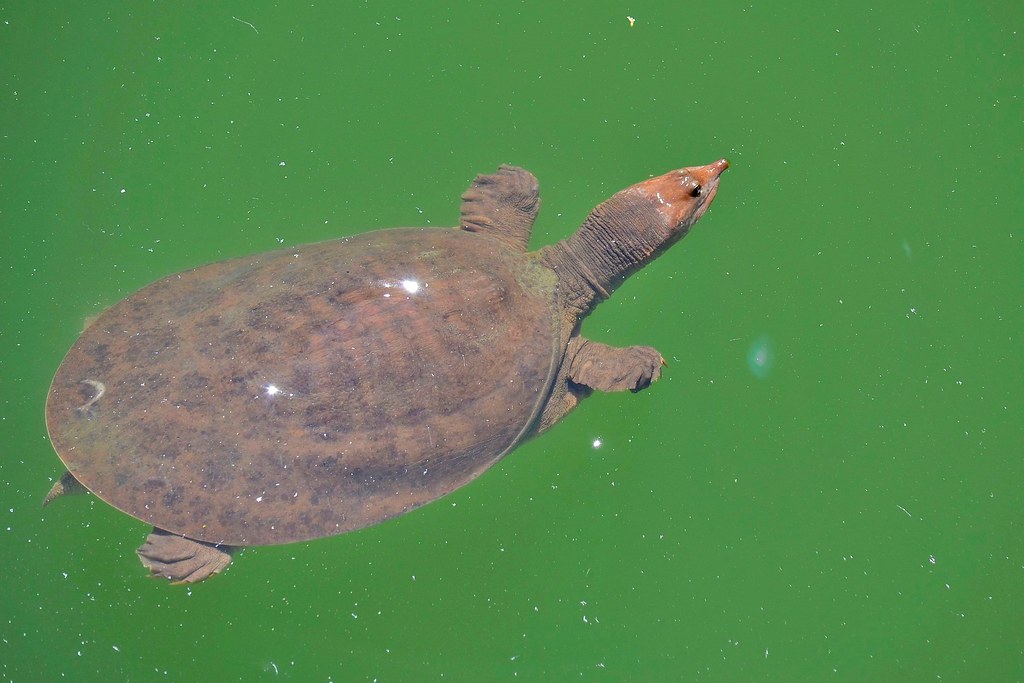 佛罗里达鳖为什么就破坏了生态,佛罗里达鳖是云南入侵物种吗