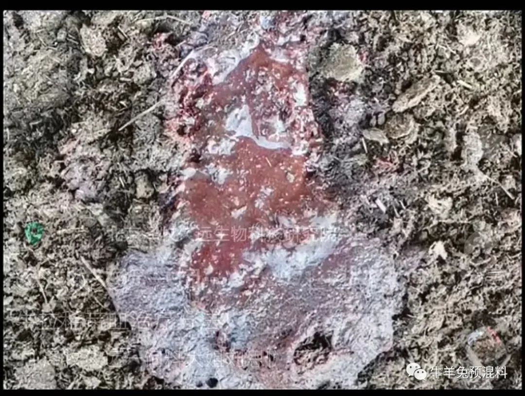 牛便血什么原因，如何治疗？