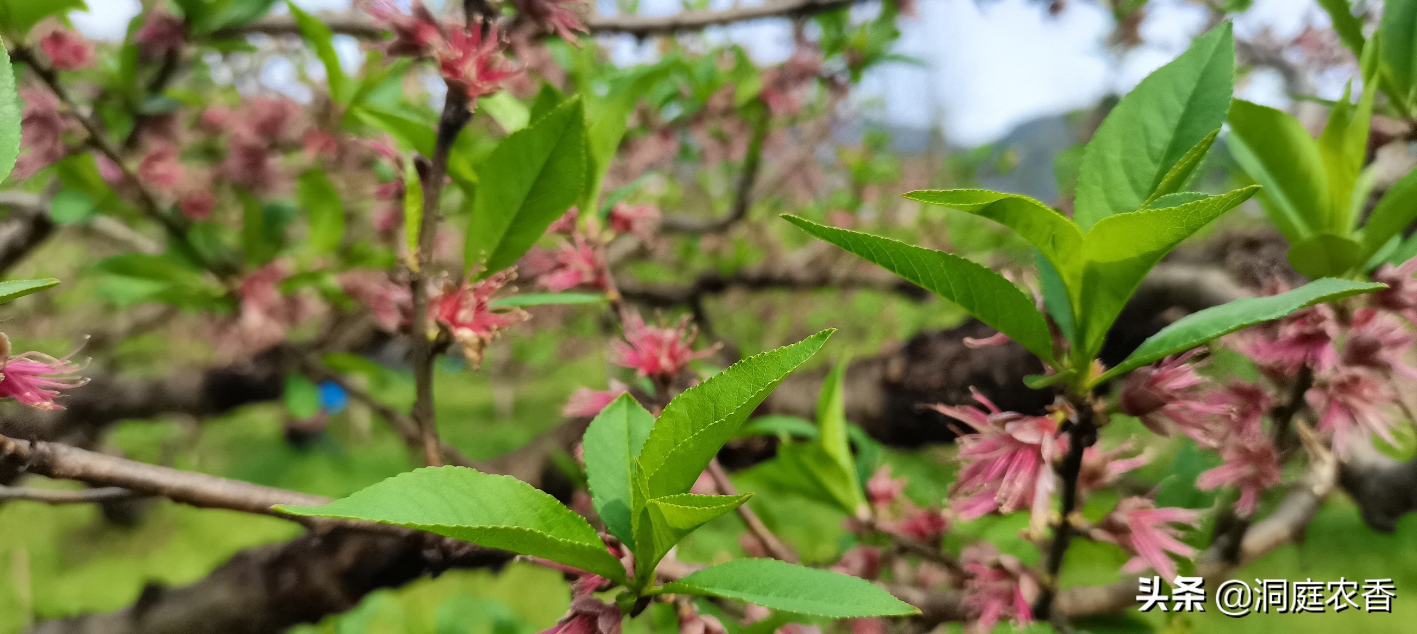 极早熟桃怎样膨果增甜,减少打药次数提高果实品质