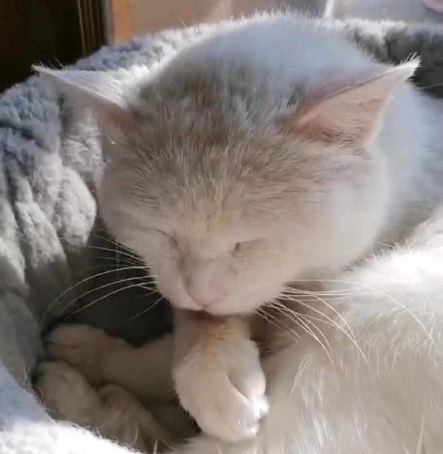 胺肾对三期肾衰猫咪有效果吗,猫咪尿闭引起肾衰怎么治疗