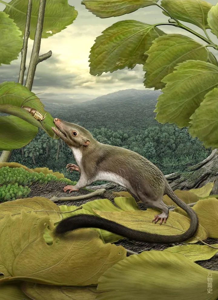 那年那兔那些年的故事,那年那兔那些事儿百年风云