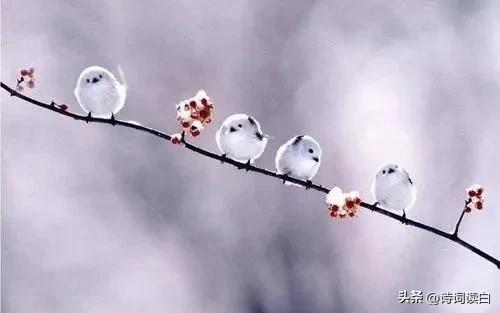 诗词读白春日暖阳题图赋诗一组