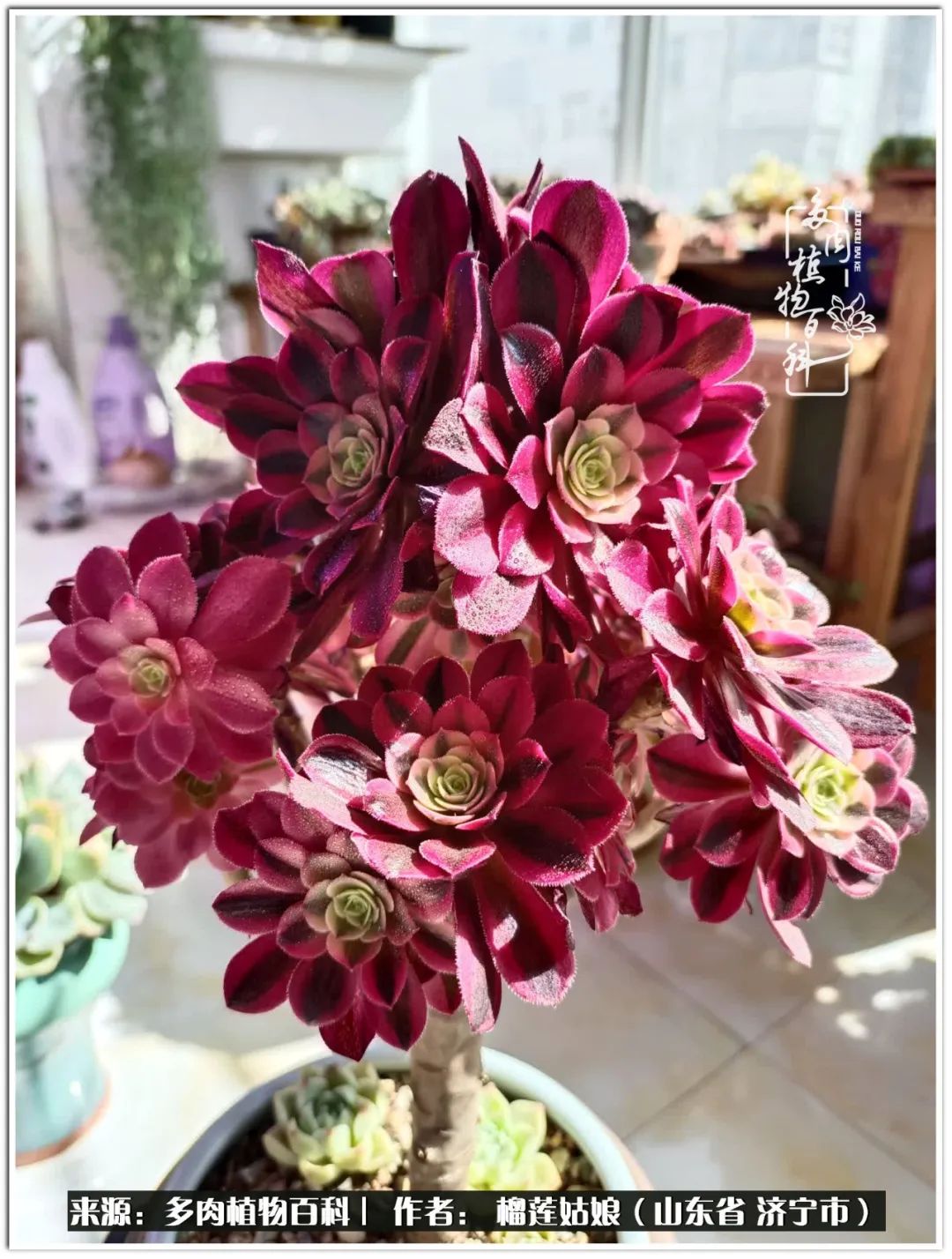 繁花似锦觅安宁淡如流水度一生,繁花似锦觅安宁淡云流水度人生