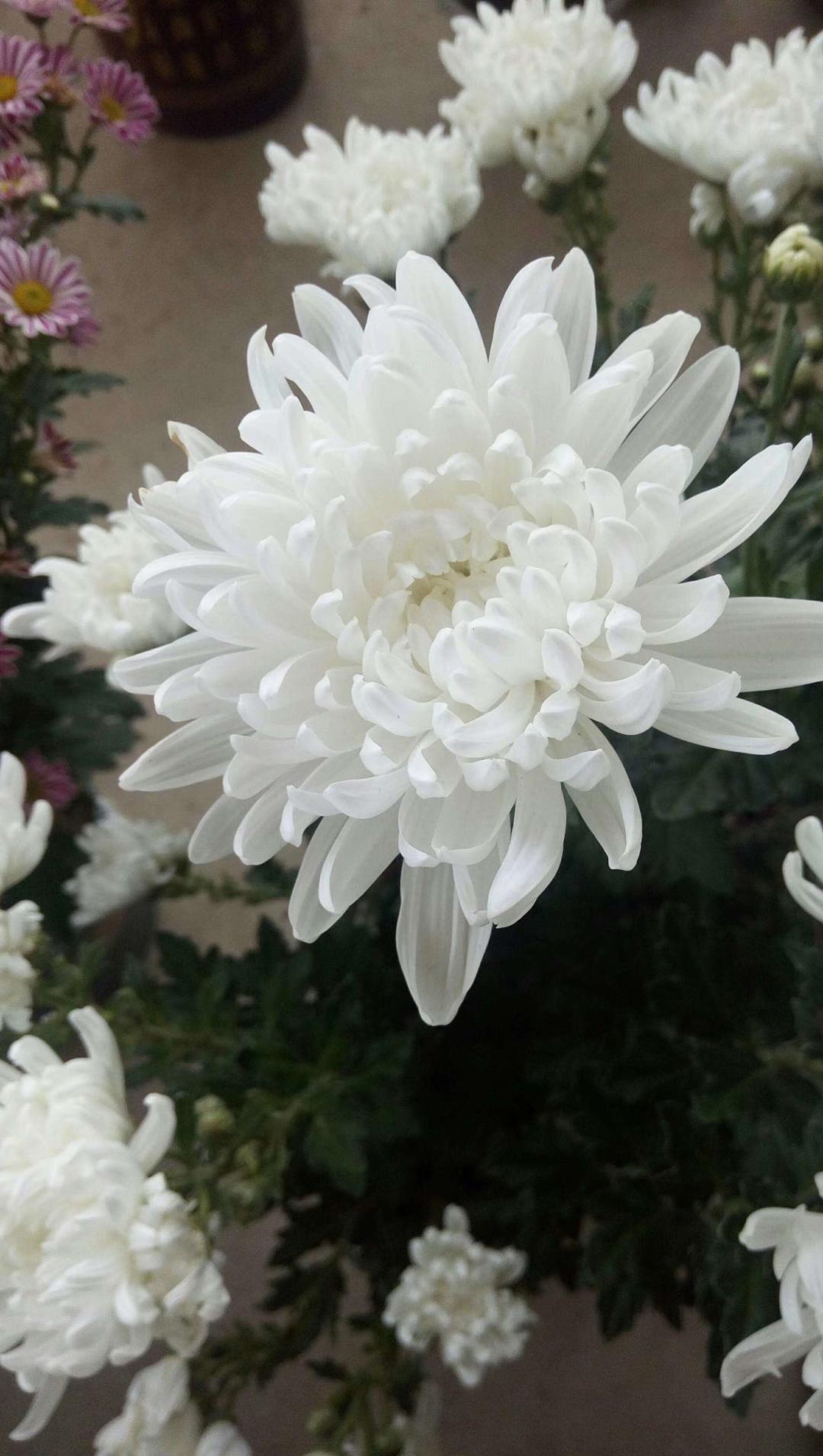 花洲诗苑/众友合辑第31期深切悼念邓州才女耿秀丽*白云朵朵专刊