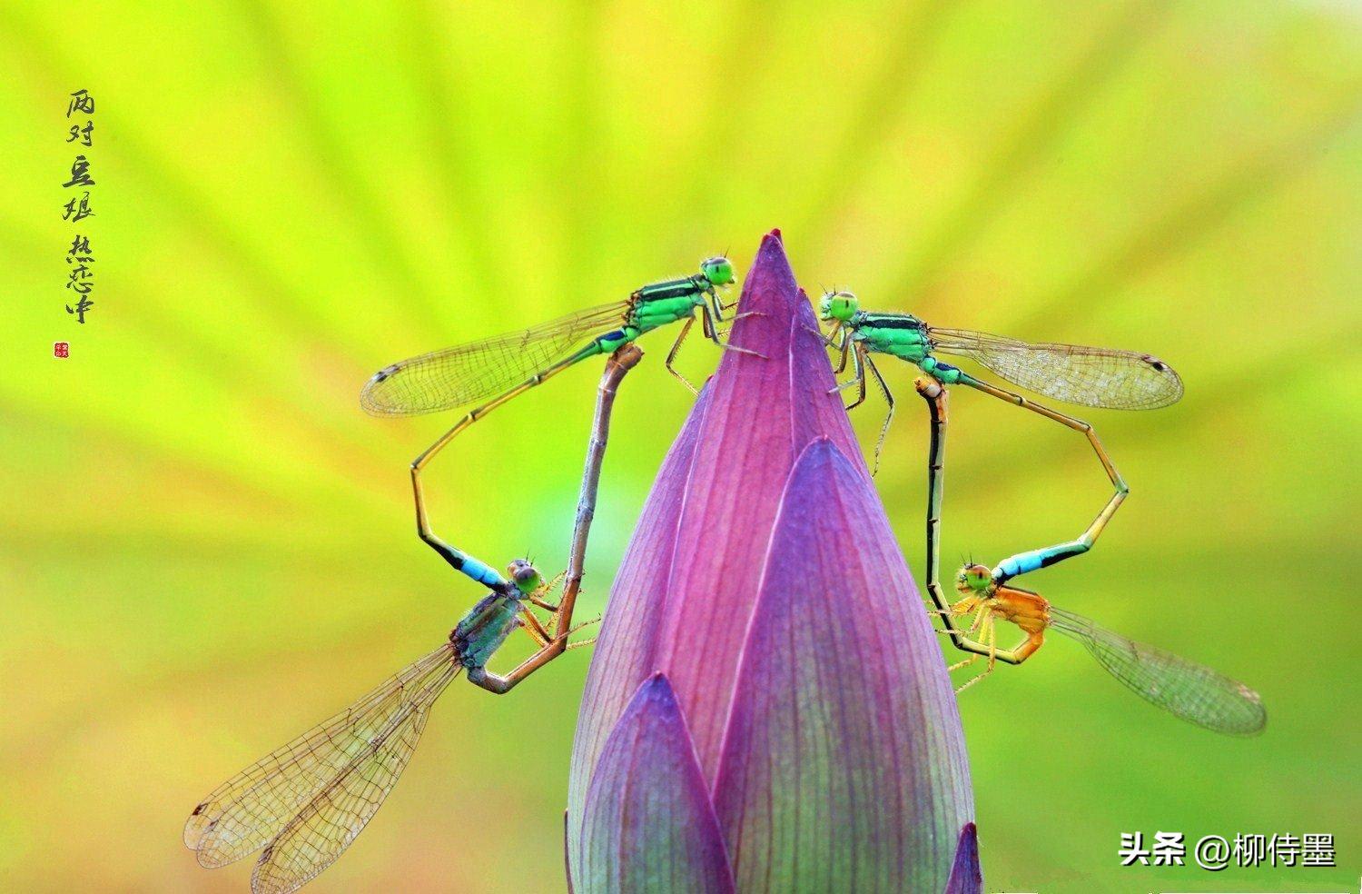 拍荷花怎么拍出高级感专业模式,如何拍出荷花高清图片