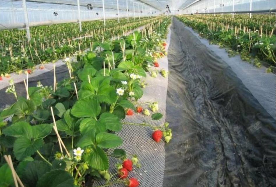 鏃ユ湰涓轰粈涔堝湪灞变笢绉熷湴,鏃ユ湰涓轰粈涔堝湪涓浗绉熷湴