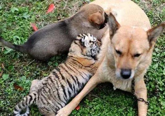 狗子去动物园看见老虎的反应,老虎见到狗子和狗子的反应