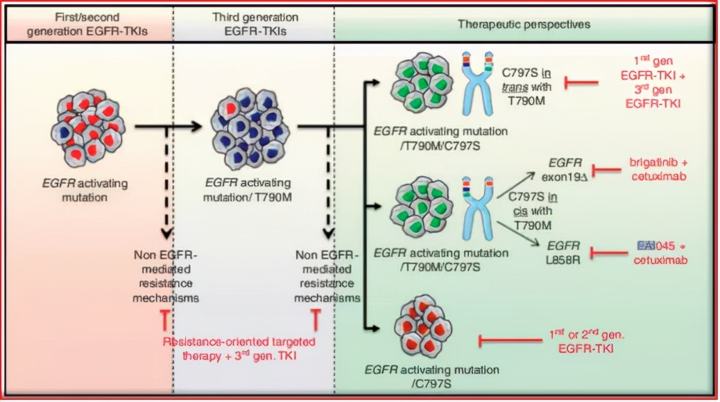 奥希替尼耐药后做哪些基因检测 (一文解析奥希替尼耐药最新方案)