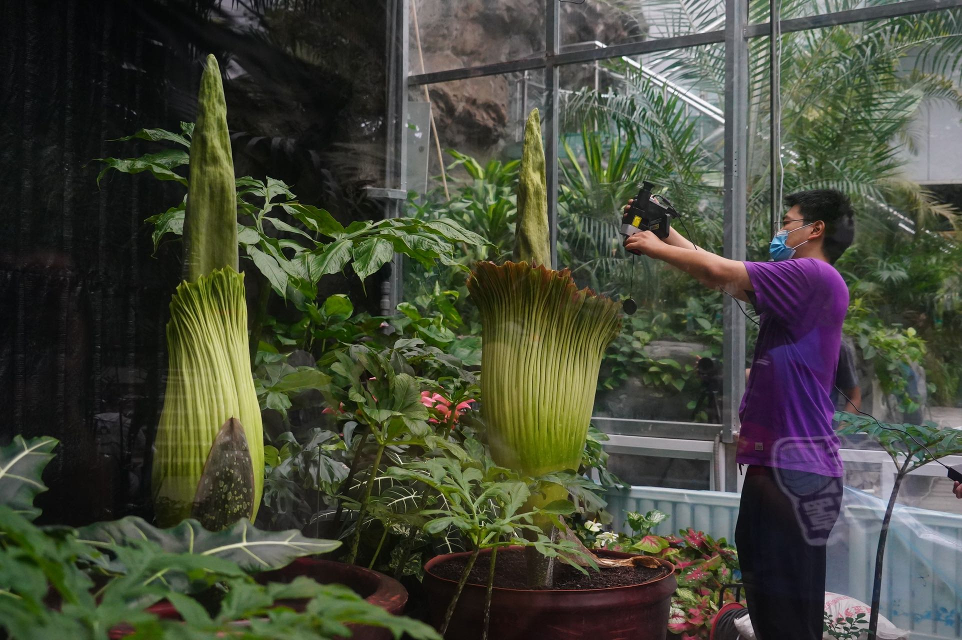 日本巨魔芋开花,巨魔芋在国家植物园开花直播