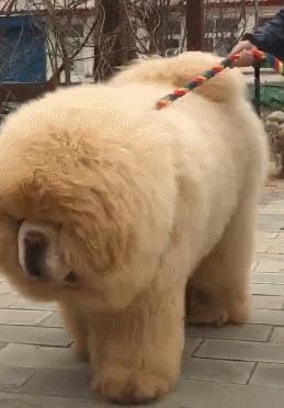 松狮犬有资格养它的人真的不多,松狮犬为什么不建议养