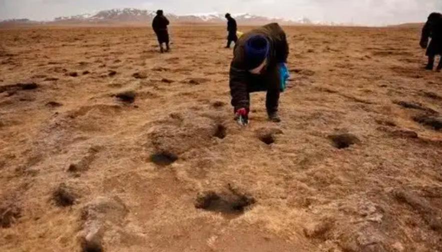 高原鼠兔是易危还是濒危,高原鼠兔到底有多可怕