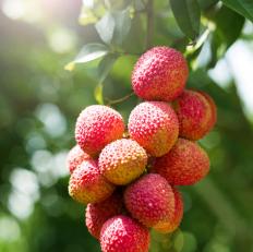 日啖荔枝三百颗不枉长作岭南人,日啖荔枝三百颗岭南是现在的哪里