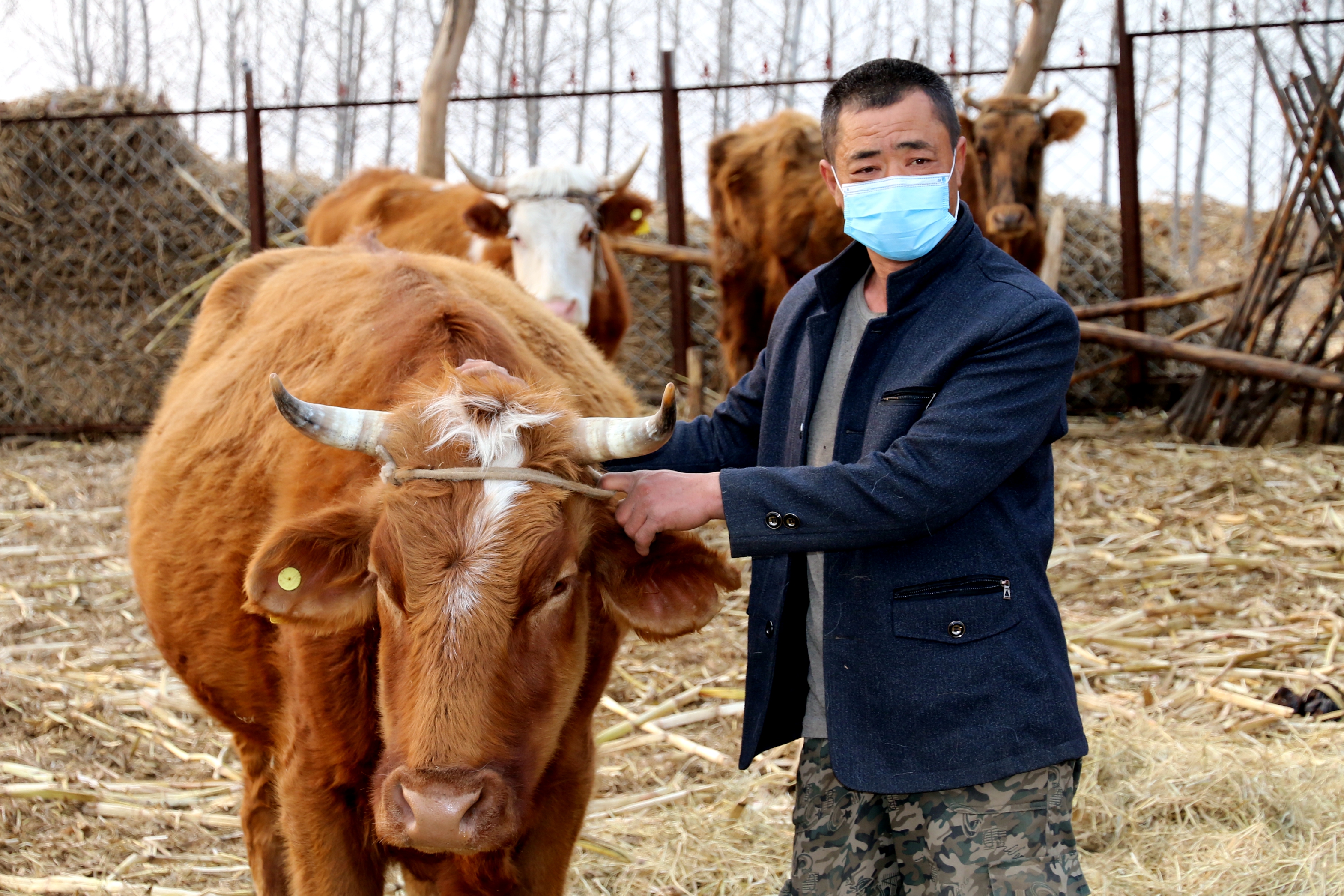 养牛跌入低谷,2022年养牛会不会跌到低谷