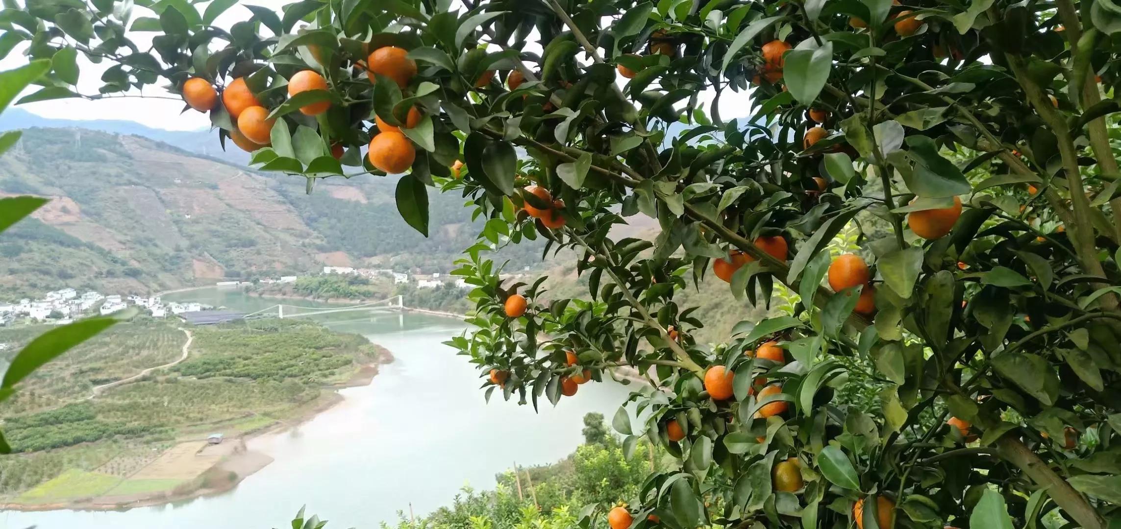 西林沙糖桔基地,西林沙糖桔图片大全