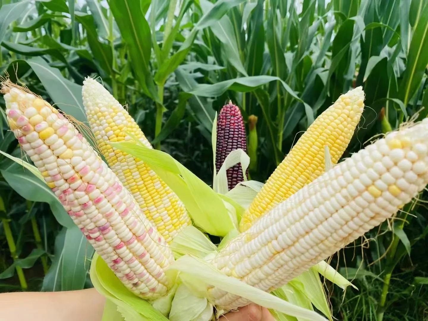 娌冲寳浜偛鍐滀笟绉戞妧鏈夐檺鍏徃,浜偛鐜夌背绉嶅瓙