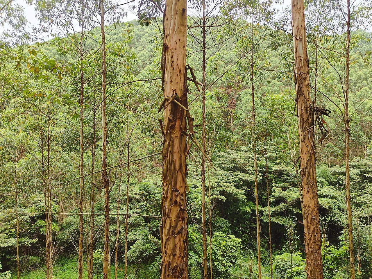 桉树怎么种才能不怕风吹倒,在老家种点桉树不容易啊