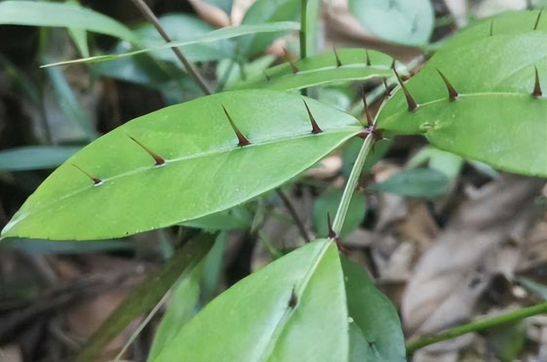 两面针的根能治牙疼吗,两面针治牙疼