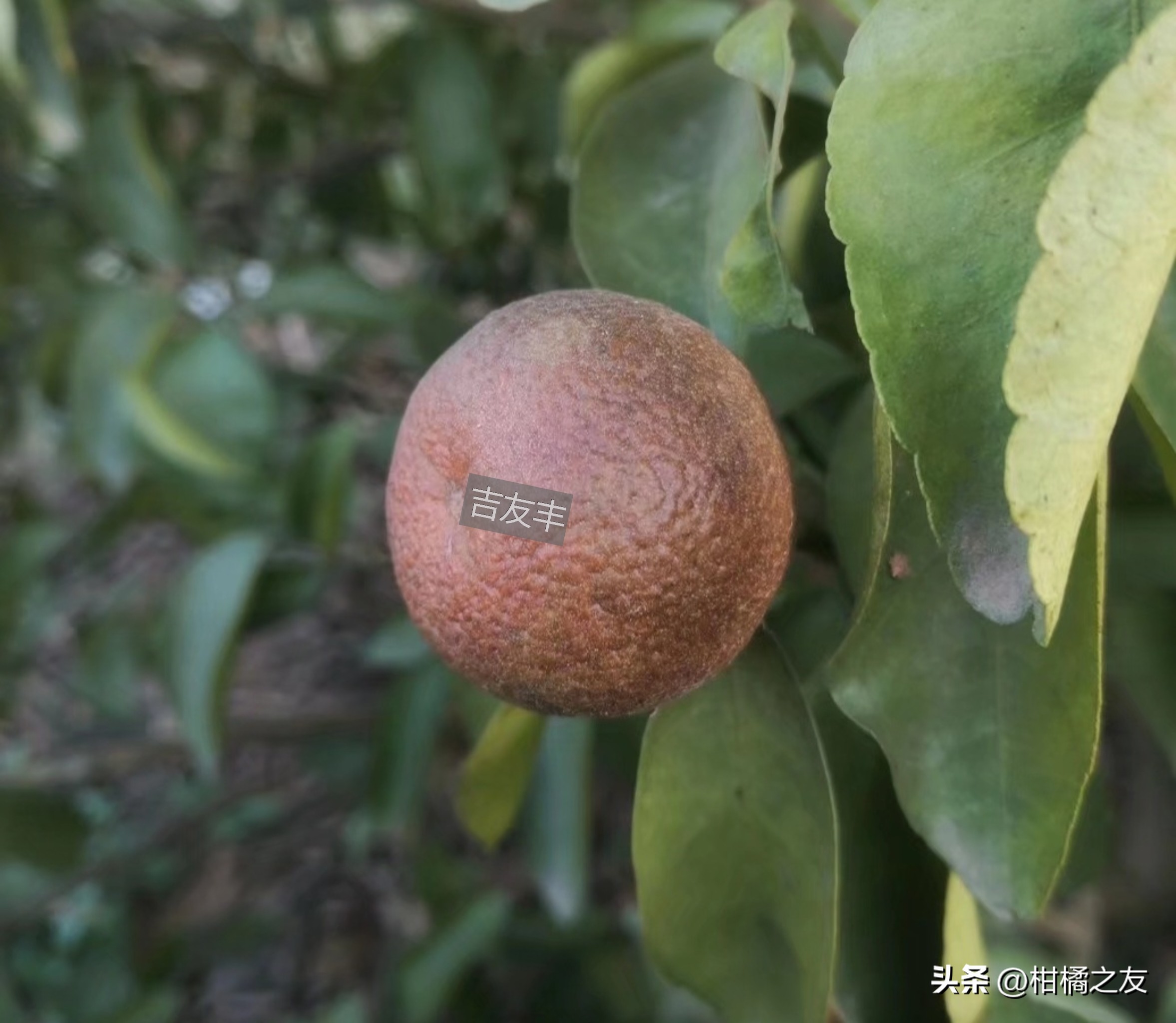 发现柑橘锈壁虱果发黑还有补救吗,哪些农药可以用于防治柑橘锈壁虱