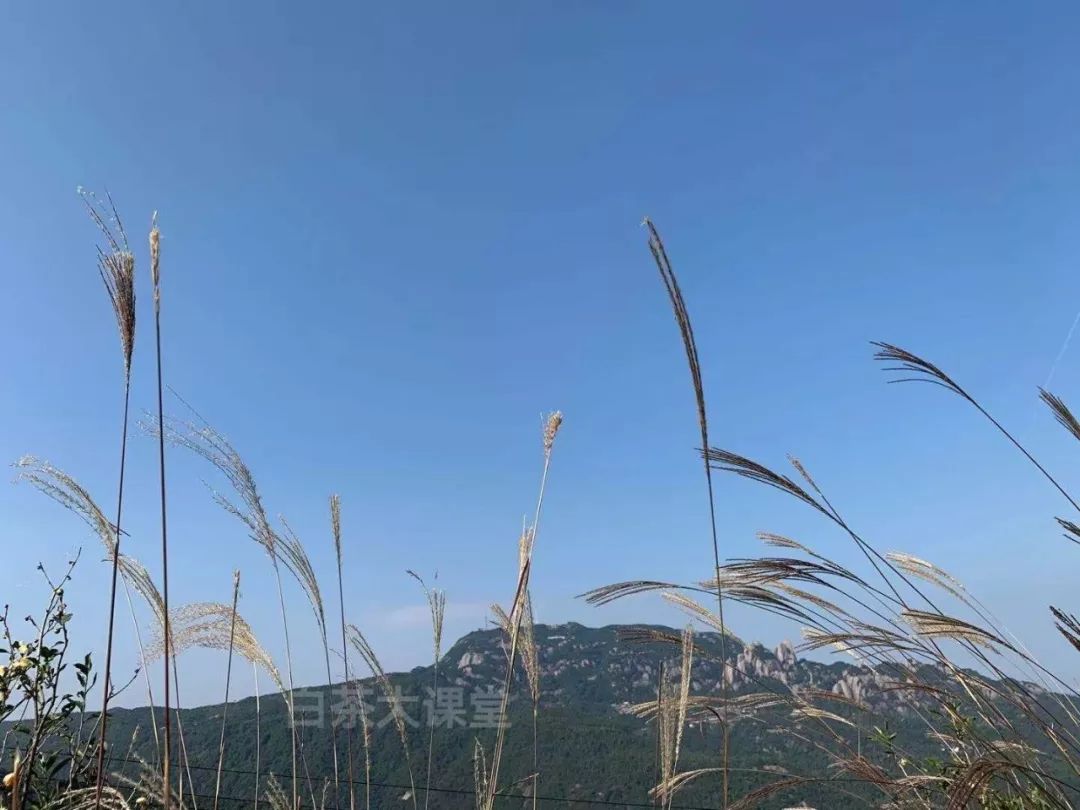 白茶是一种绿茶么,白茶是白的吗