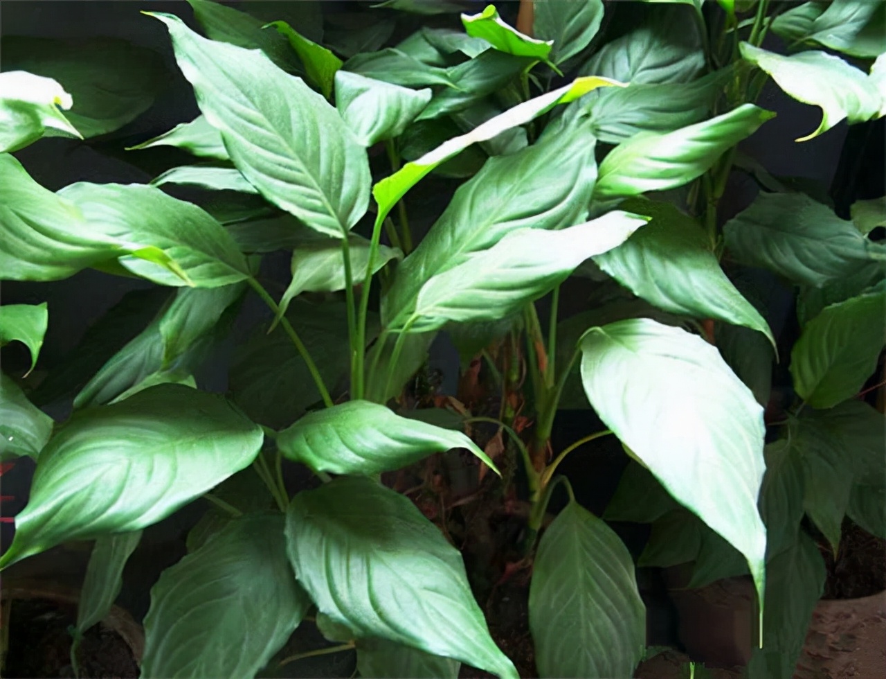 公园路边植物图片,路边的小植物有哪些