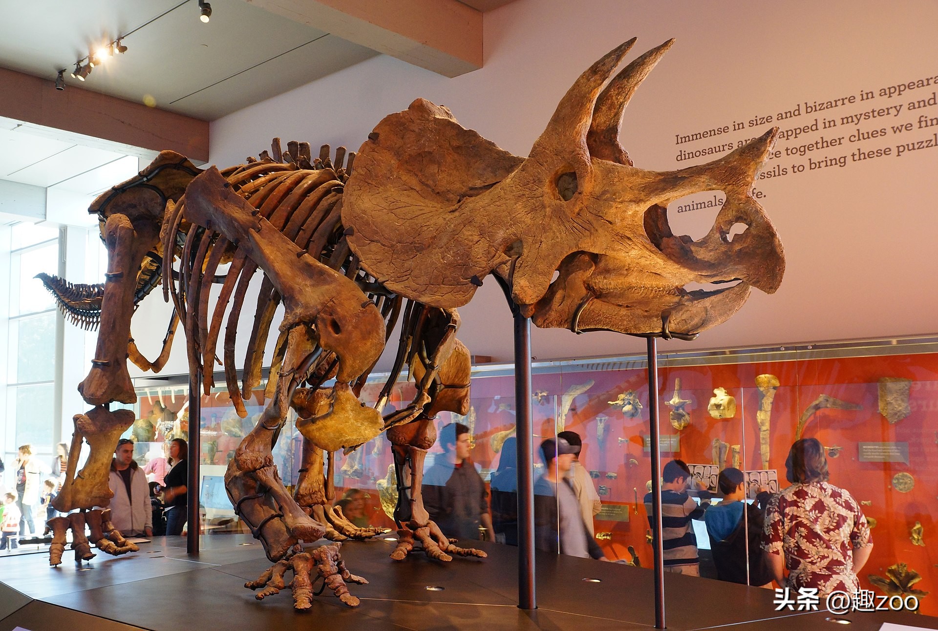 世界上有哪些著名的恐龙化石,世界十大恐龙巨龙排名