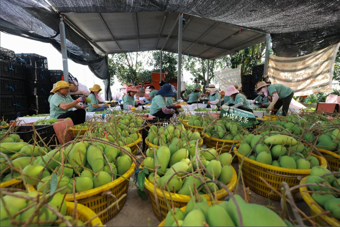抖音电商商品上架,抖音电商山茶油