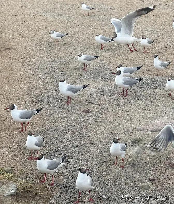 青海湖旅游攻略青海青甘大环线,青甘大环线先去青海湖还是敦煌