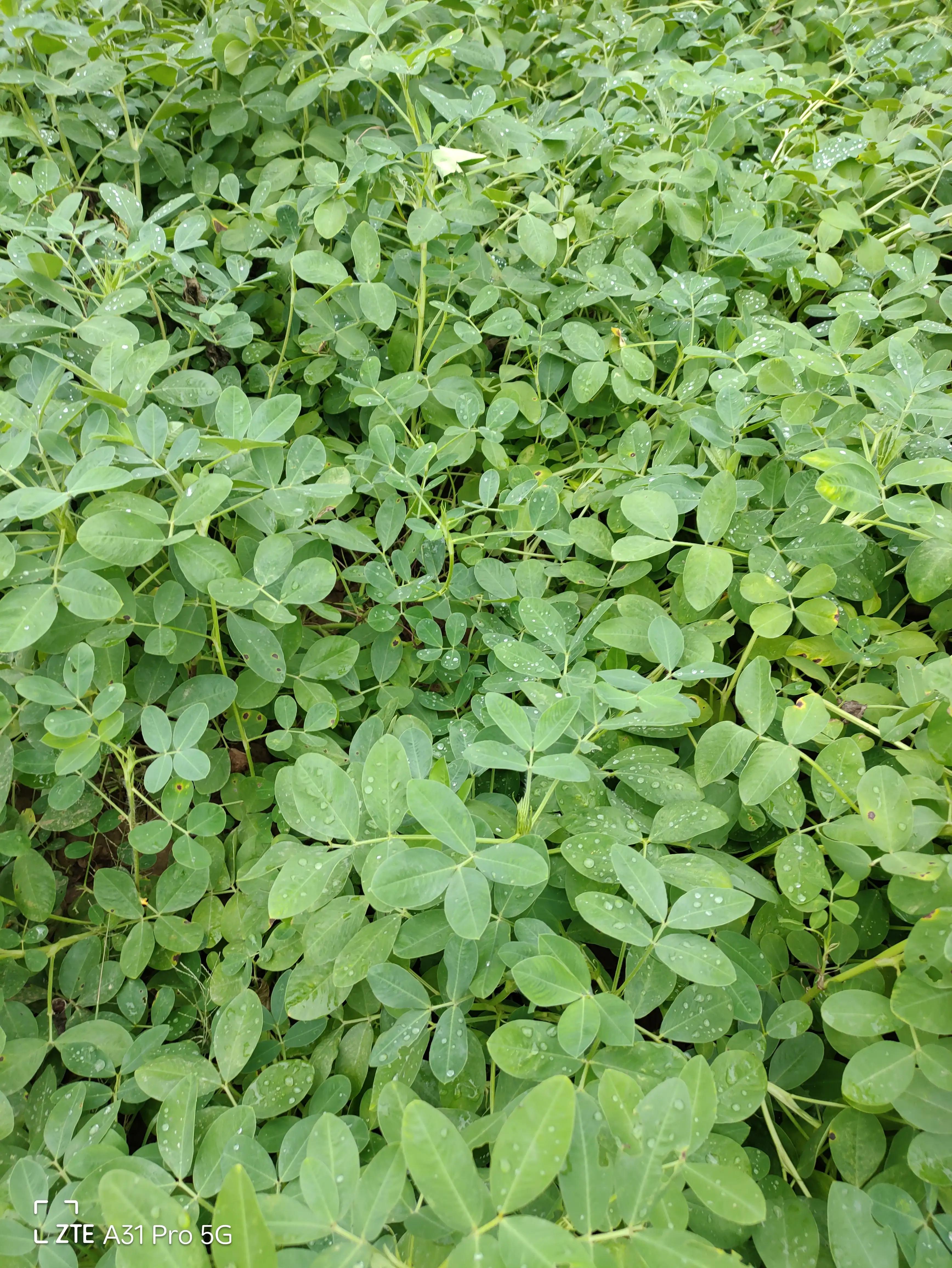 落花生的原名,落花生是什么意思