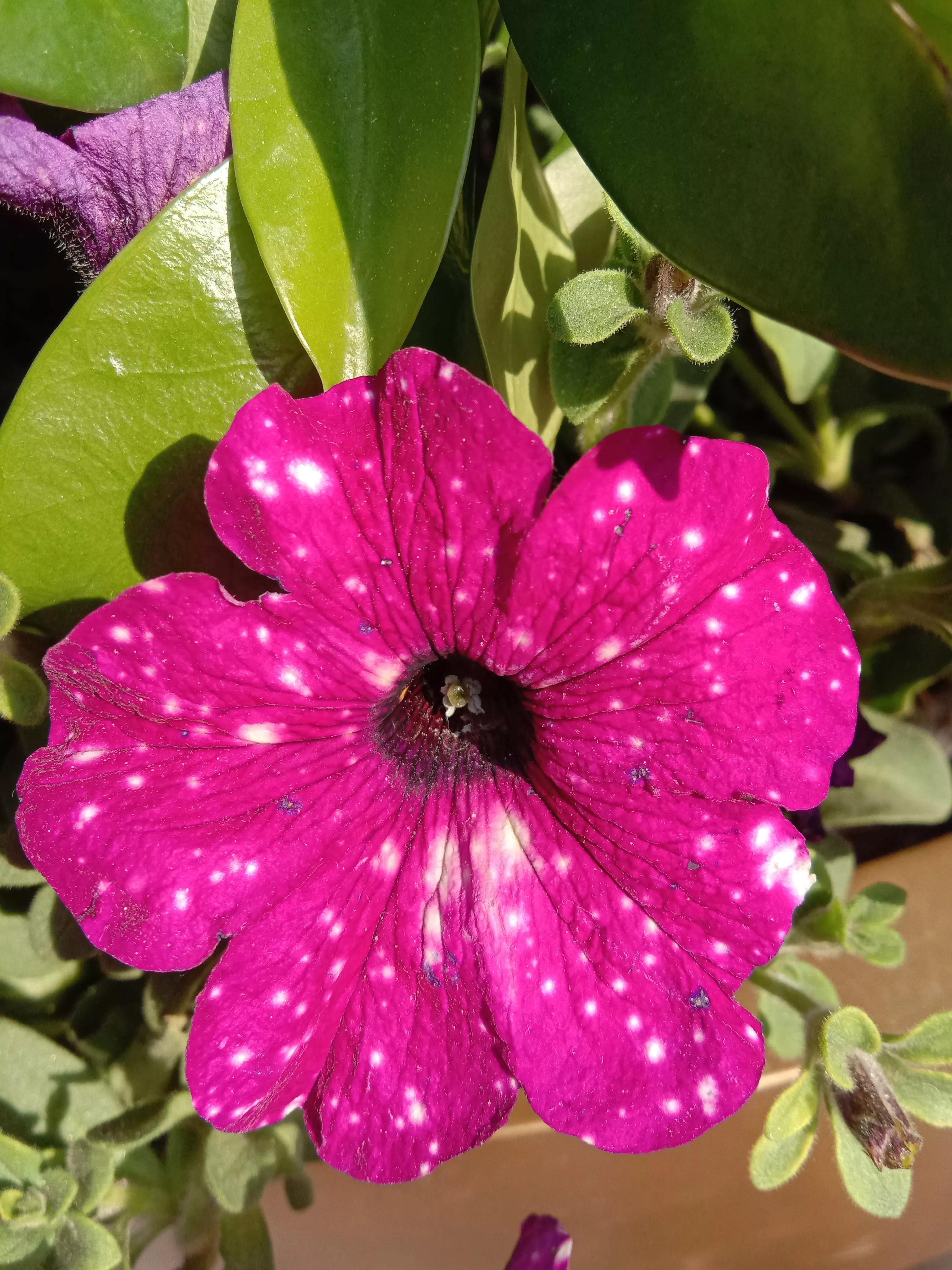 花开花香浓郁,花开花香粤语