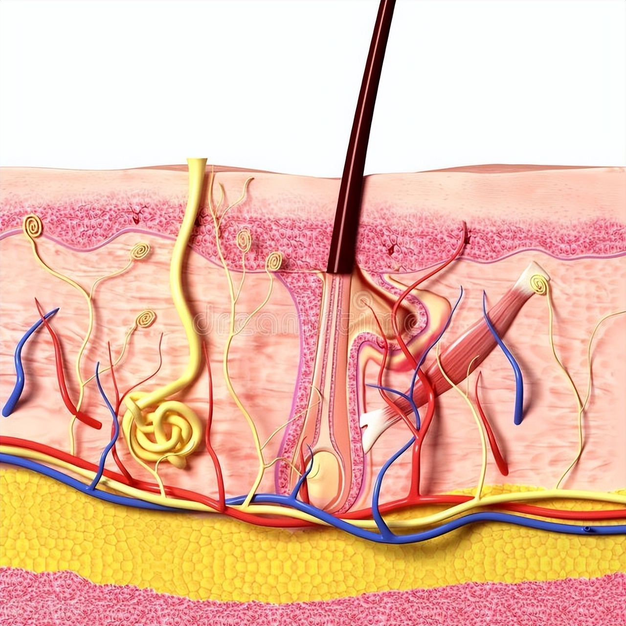 头皮得了毛囊炎怎么治疗效果最佳,头皮出现毛囊炎怎么根治