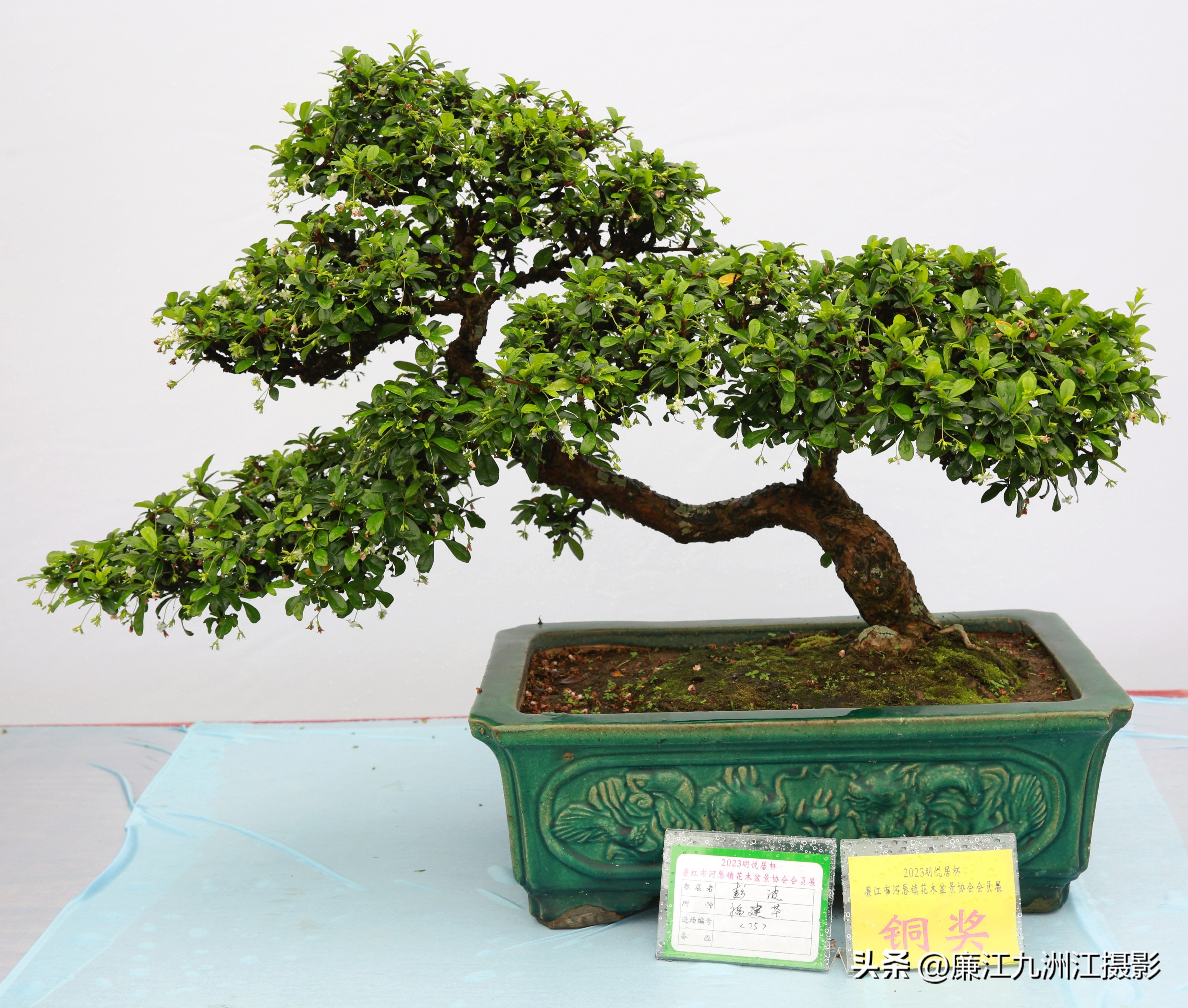 最高端的盆景展,一场惊艳的盆景展