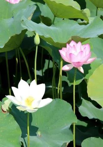 百年好合啥意思,百年好荷酒