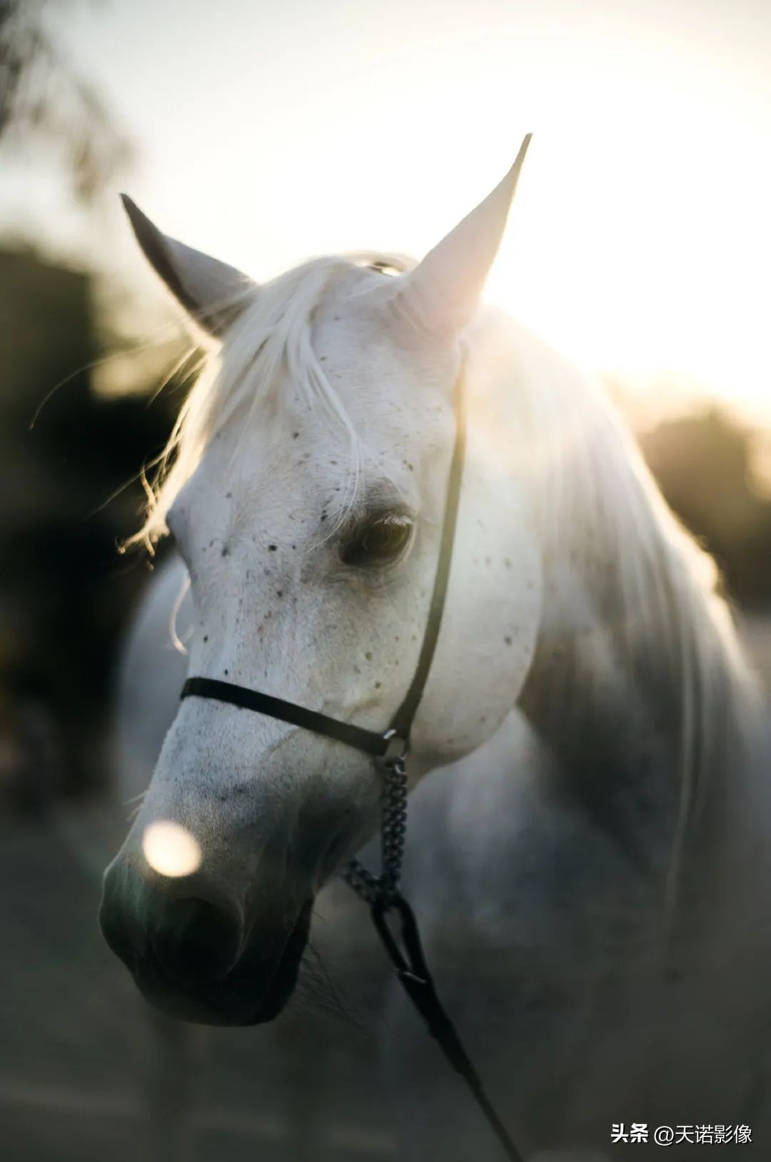 徕卡哪款相机最有德味,徕卡相机的德味