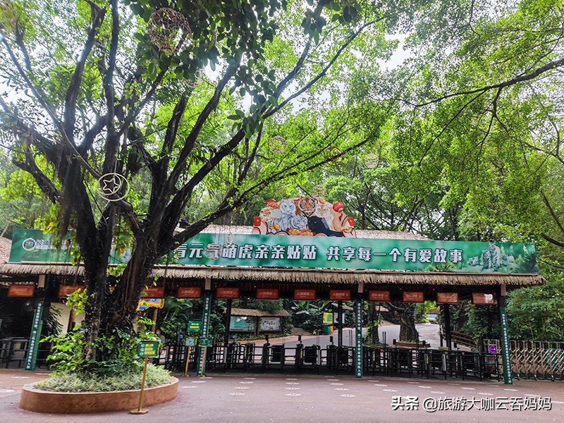 长隆动物园白老虎,长隆野生动物园白老虎表演