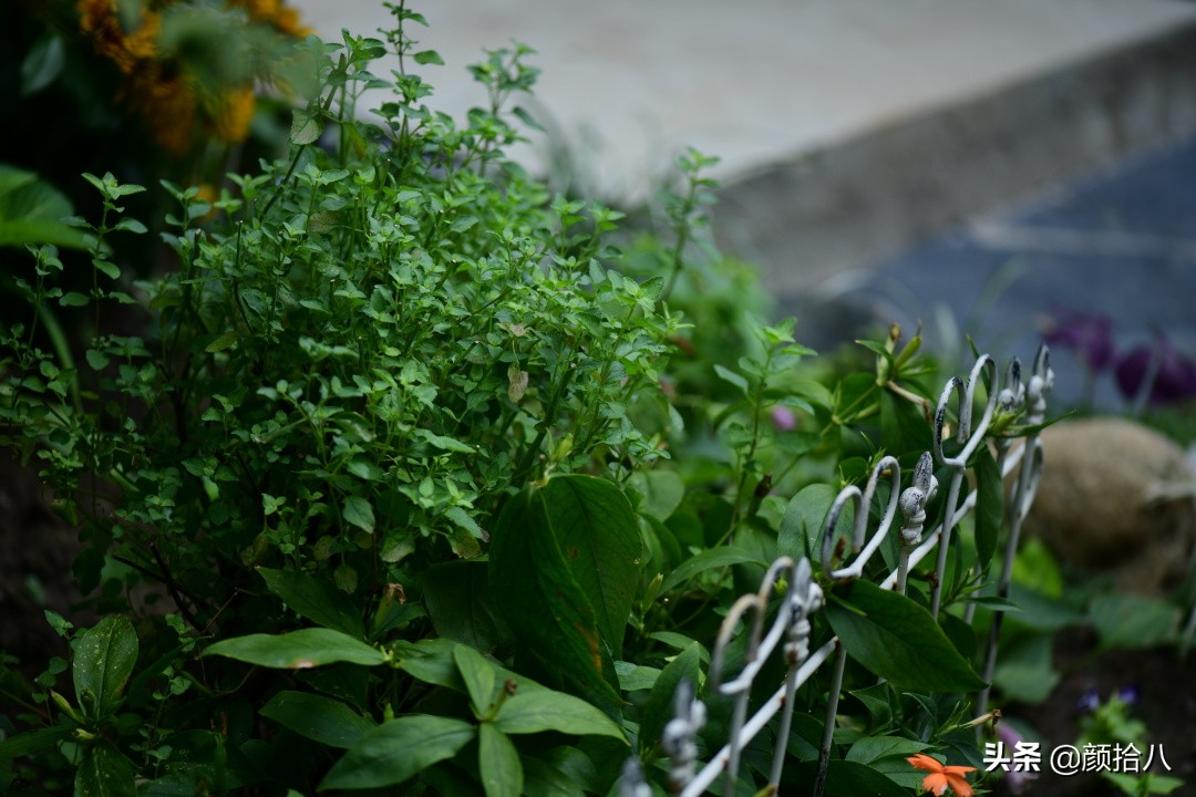 看到你的花园那么惨，我就安心了|园丁