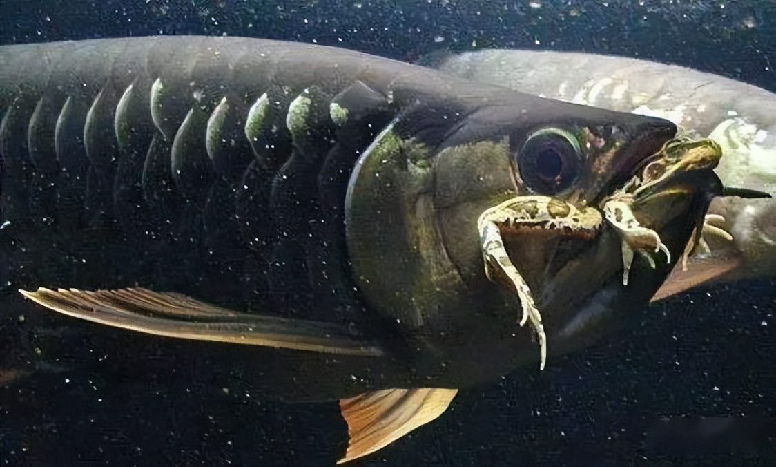 龙鱼的饲养方法和注意事项大全,龙鱼饲养问题