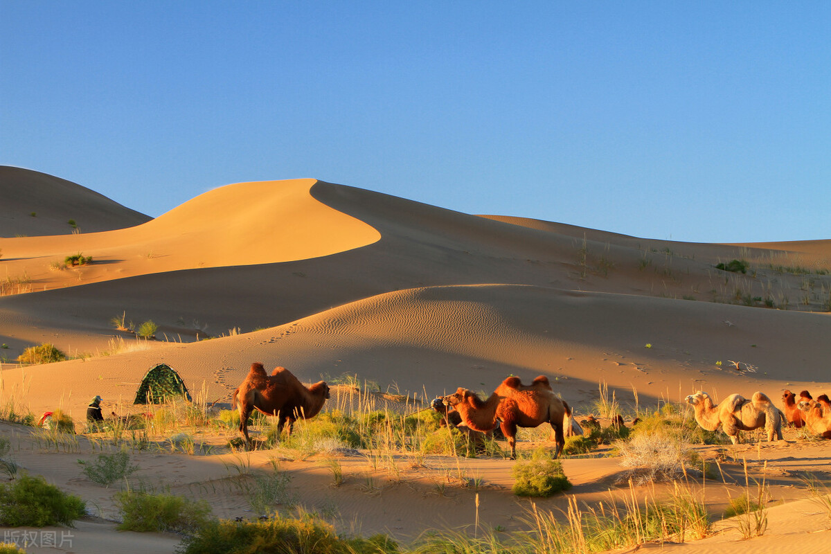 阿拉善旅游攻略必玩的景点地图,内蒙古阿拉善游玩攻略