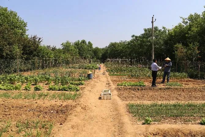 南京租地种菜农场,城市农夫屋顶蔬菜果园