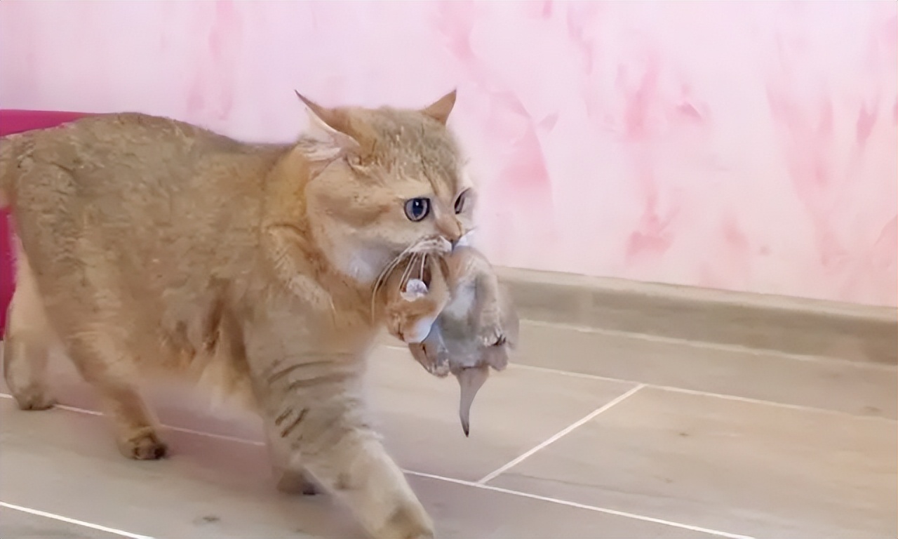 猫妈妈把孩子叼给你，想当“甩手掌柜”？铲屎官误会猫咪了